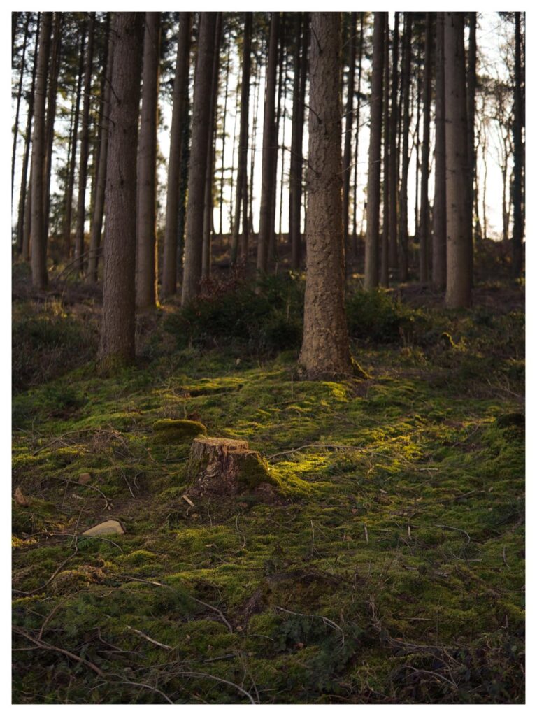 Sunny Monday around Bech