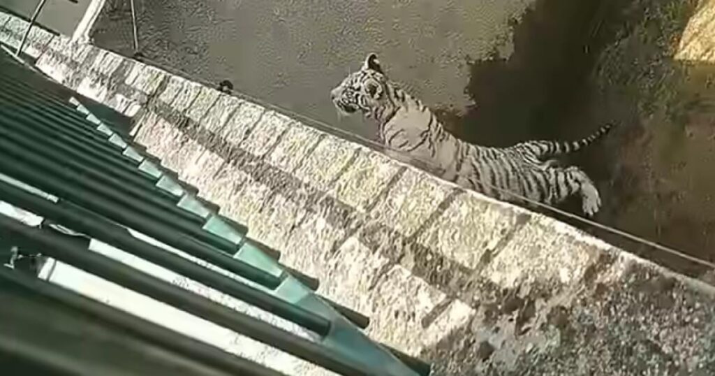 A white tiger cub died at the zoo in Craiova after swallowing a plastic bag. This is not the first incident of this kind