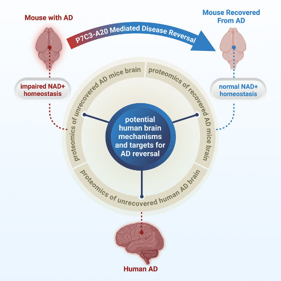 Severity of Alzheimer’s disease correlates with NAD+ homeostasis dysregulation. Image credit: Chaubey et al., doi: 10.1016/j.xcrm.2025.102535.