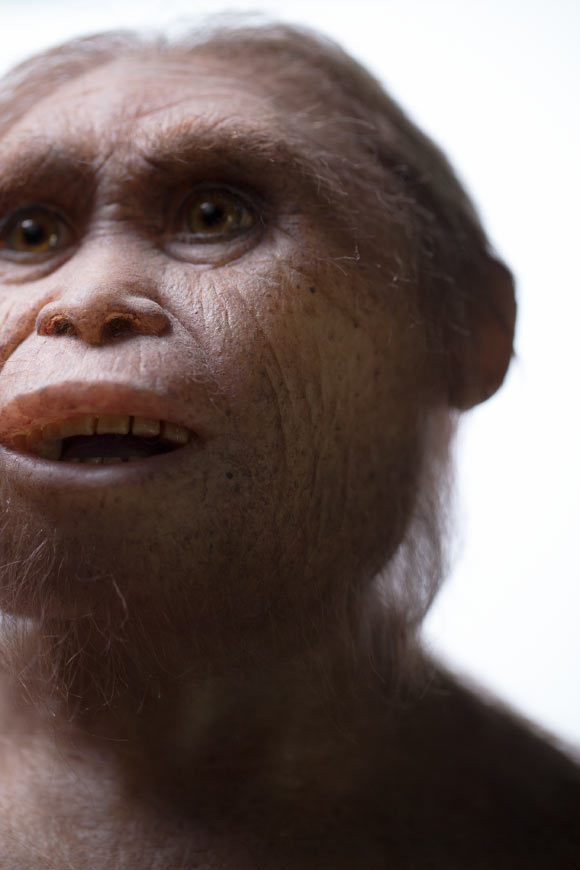 Reconstruction of Homo floresiensis. Image credit: Elisabeth Daynes.