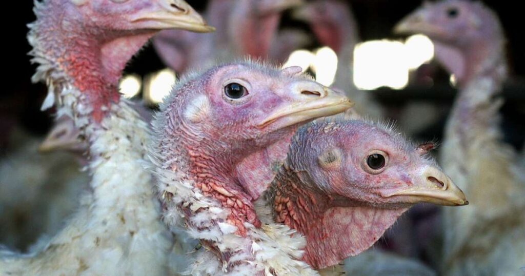 Reynolds issues disaster proclamation after bird flu detected in Hamilton County turkey flock