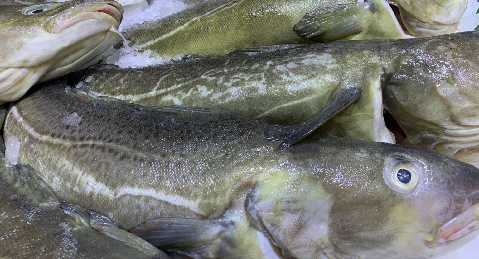 Russian H&G Atlantic cod, haddock prices keep rising with Norway stable