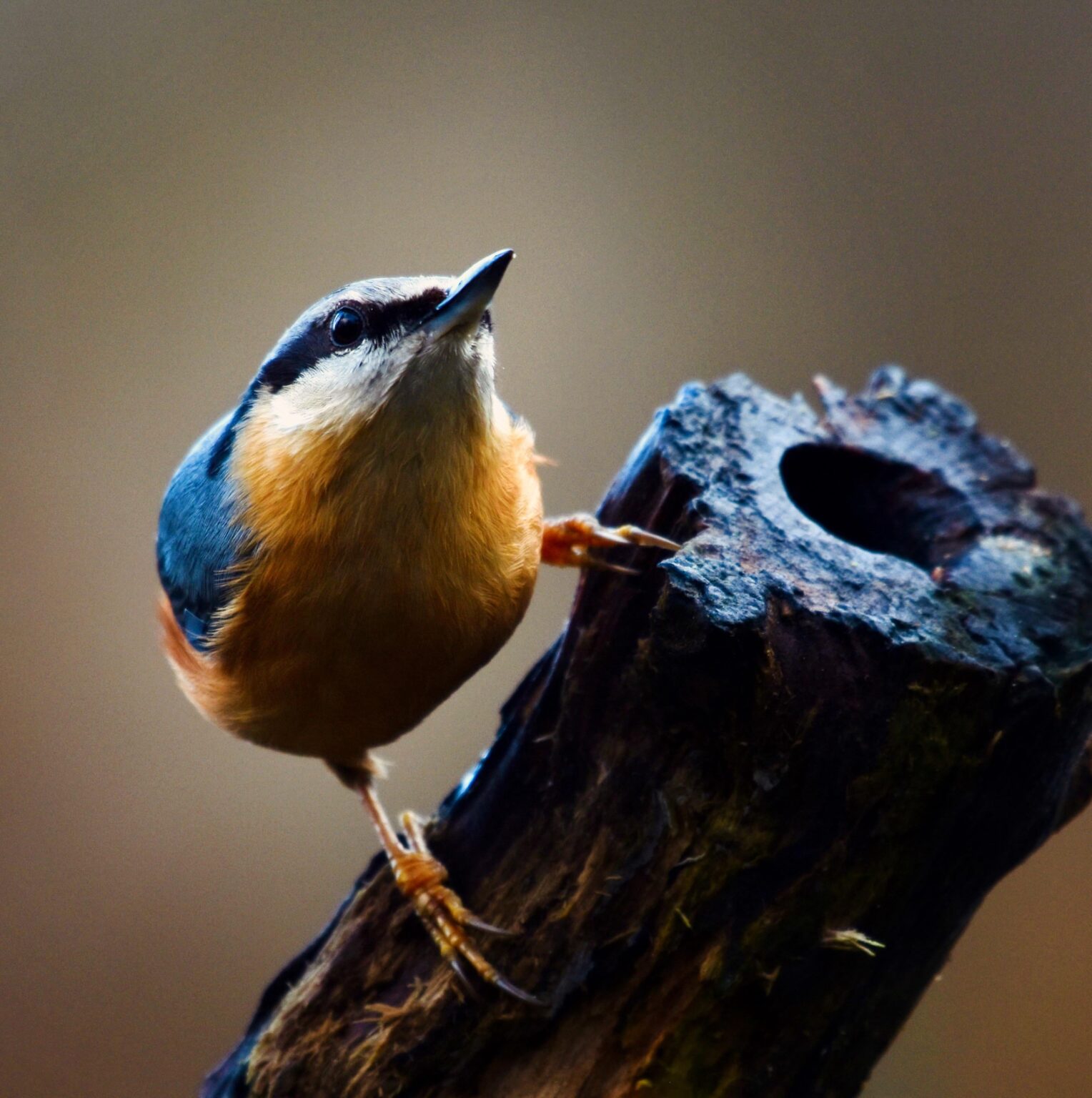 Nuthatch, West Sussex