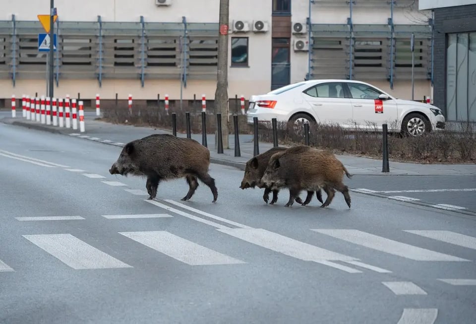 Today is Christmas Eve and apparently animals speak with human voices. In Warsaw, wild boars try to cross the crossings and almost succeed, so maybe they will speak at midnight
