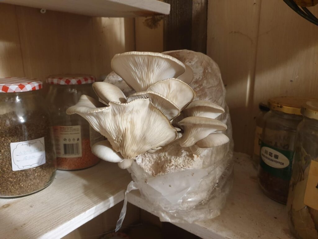 What to do if you have mushrooms growing right in your pantry? 😮