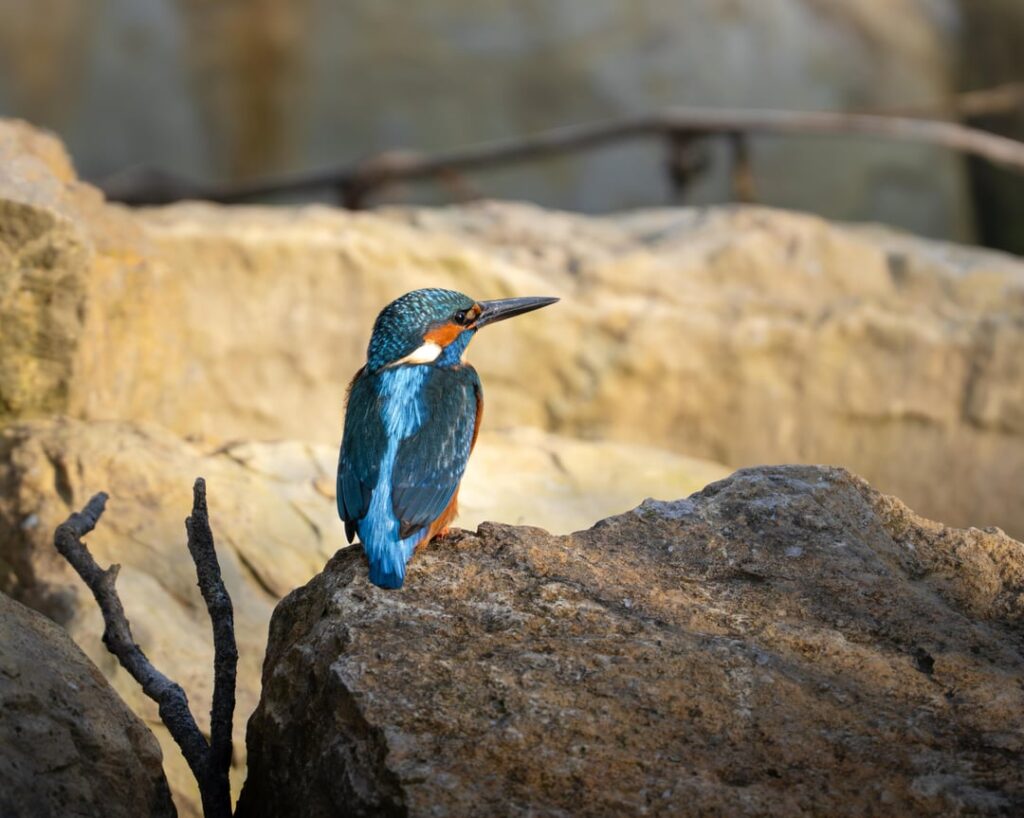 Echternach Lake Birds