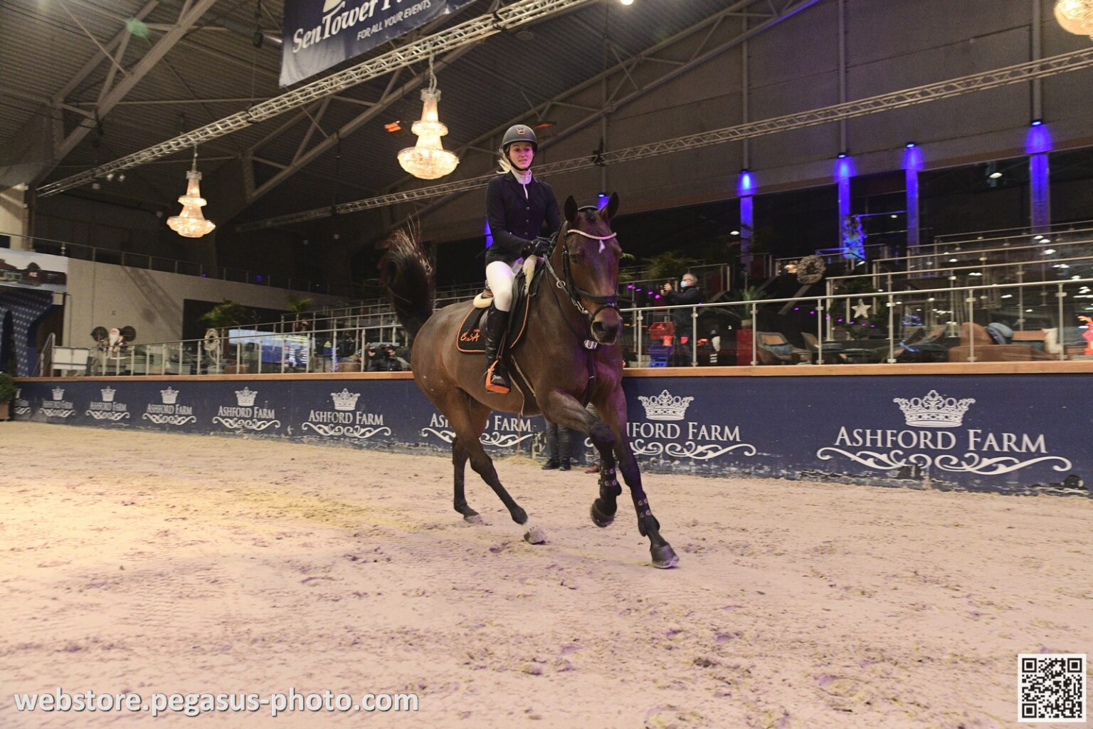 New Talent for Karl Cook! "From Belgium came a message about this freak of a horse..."