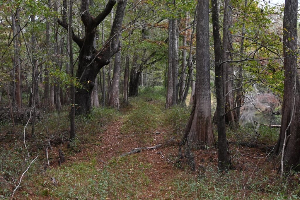 A cool breezy day exploring some central Florida woods