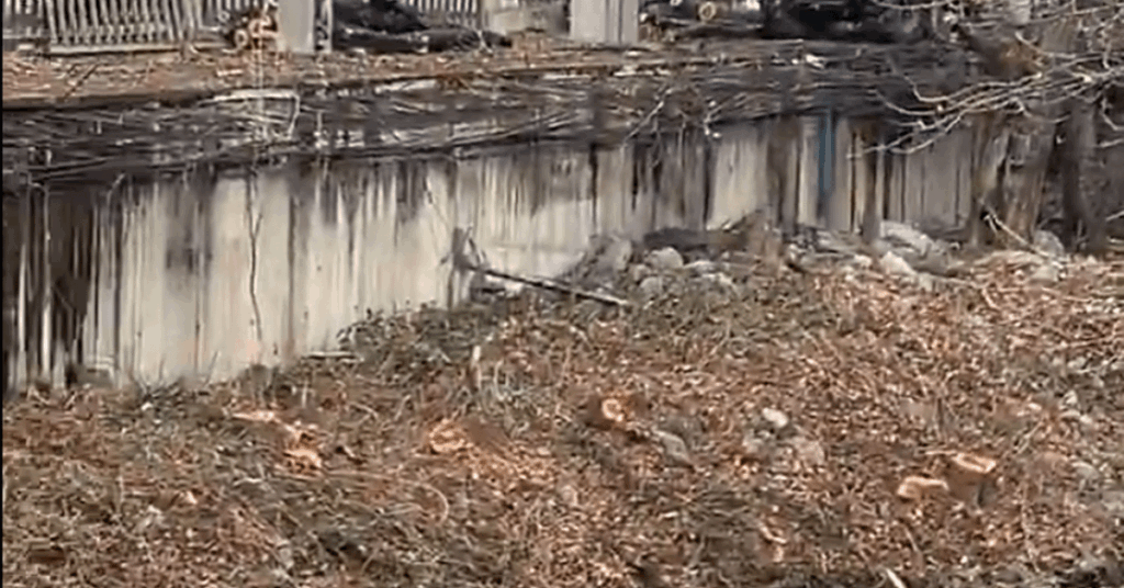 Complaints because Andorra la Vella prunes all the trees in the river