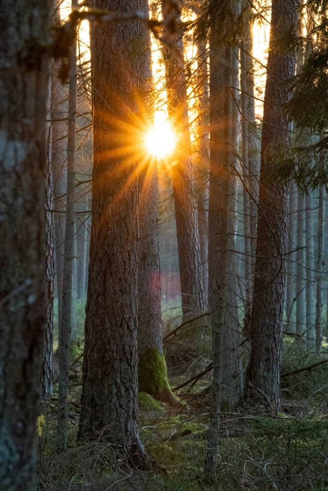 The Tranquility of the Winter Forest