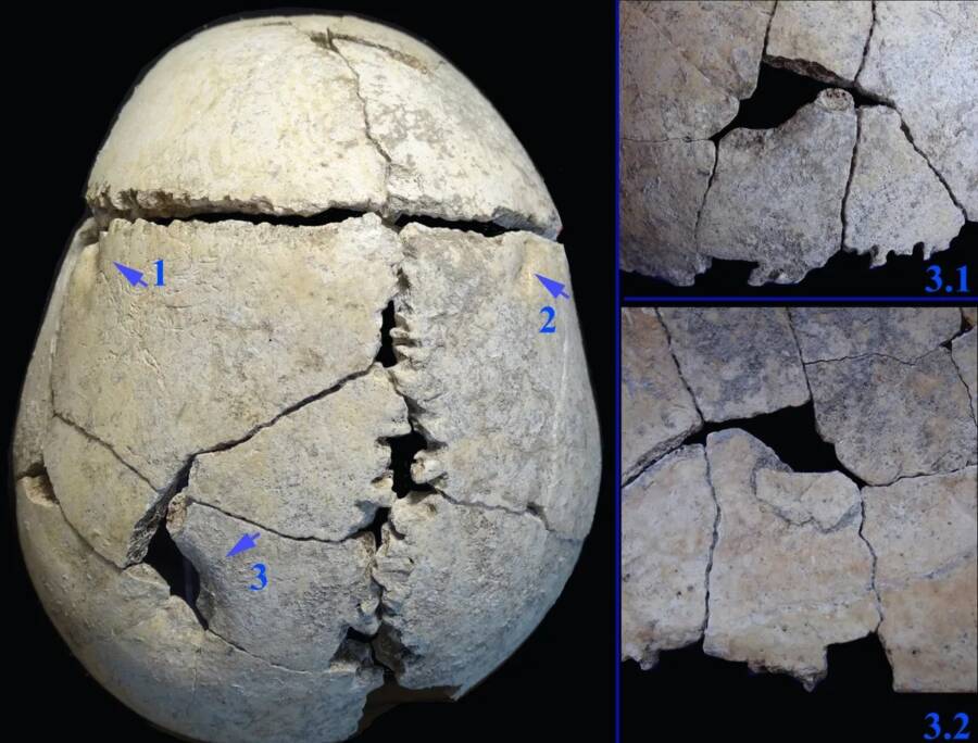 Lion Victim Skull Injuries