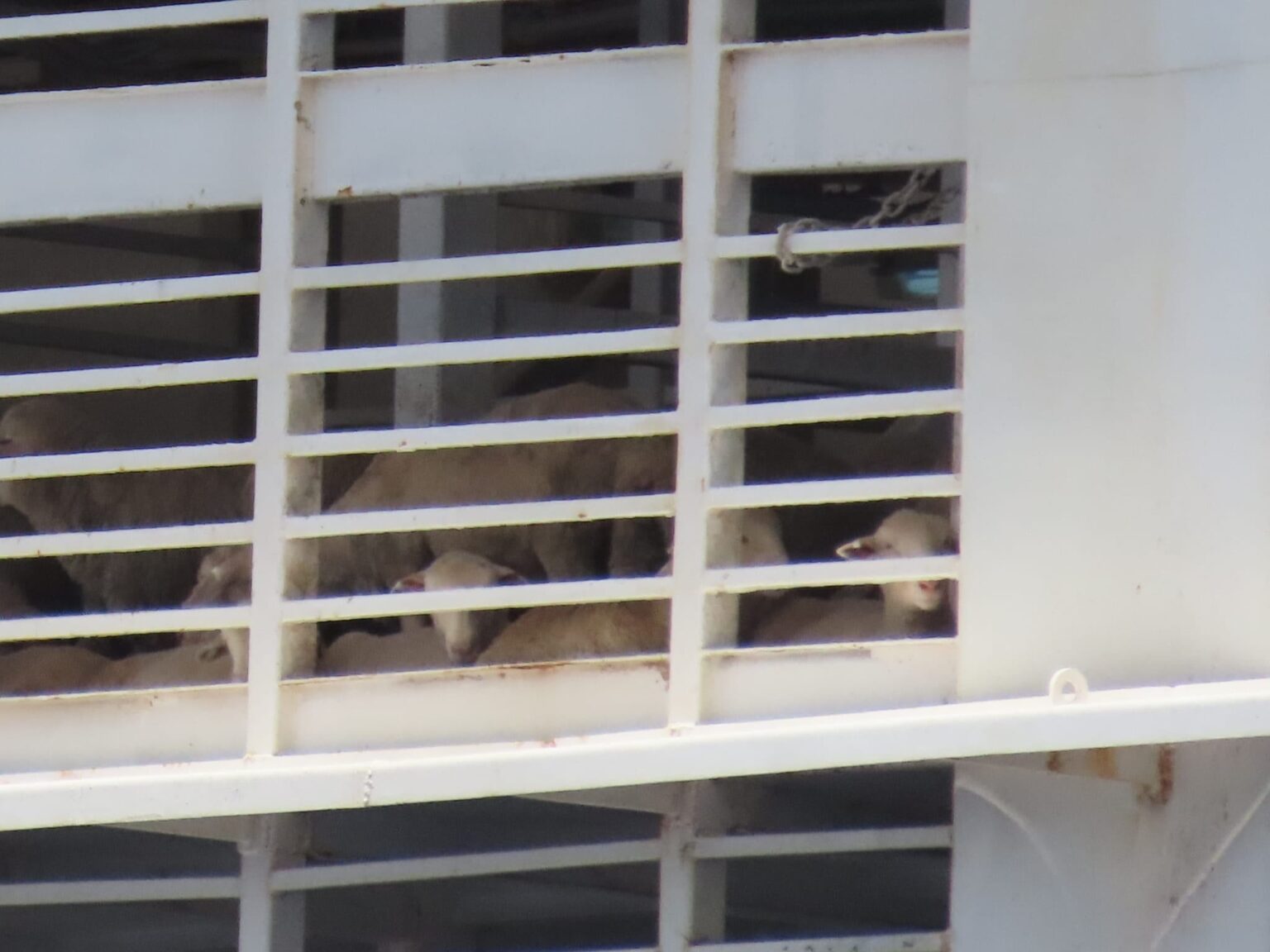 Israeli NGO among 36 organizations calling for global reform of live animal shipping