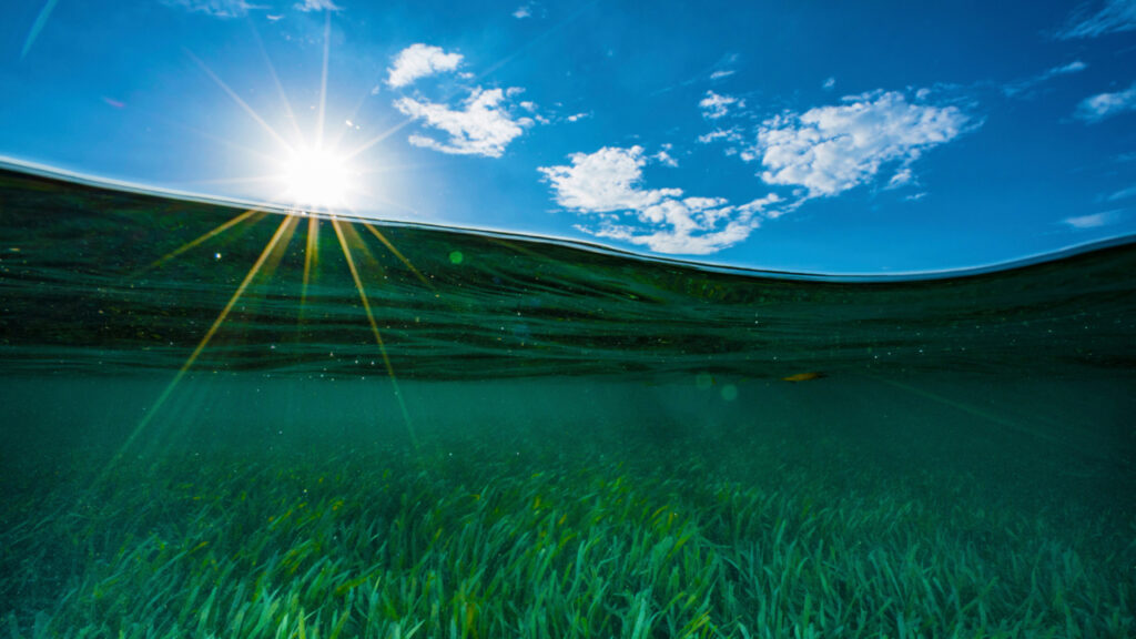 The Ocean Is the World’s Most Undervalued Economy