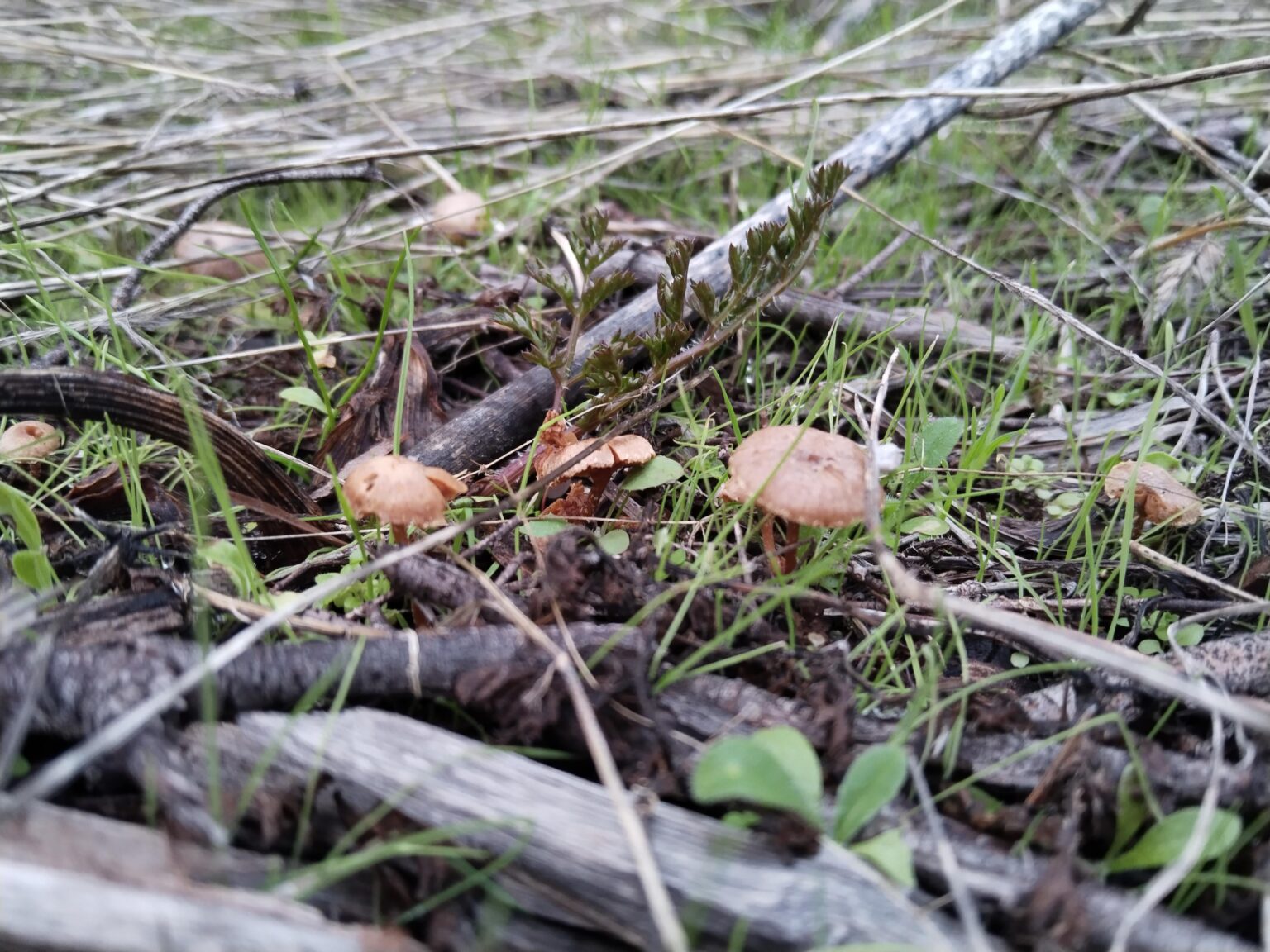 tiny mushrooms