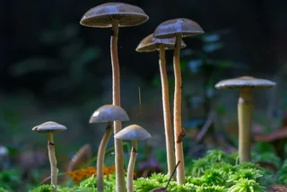 Mushrooms containing psilocybin. Photo: Shutterstock / Serrgey75