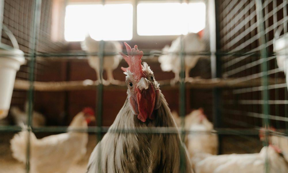 The chicken that laid the egg thrown at Jordan Bardella will be expelled from France