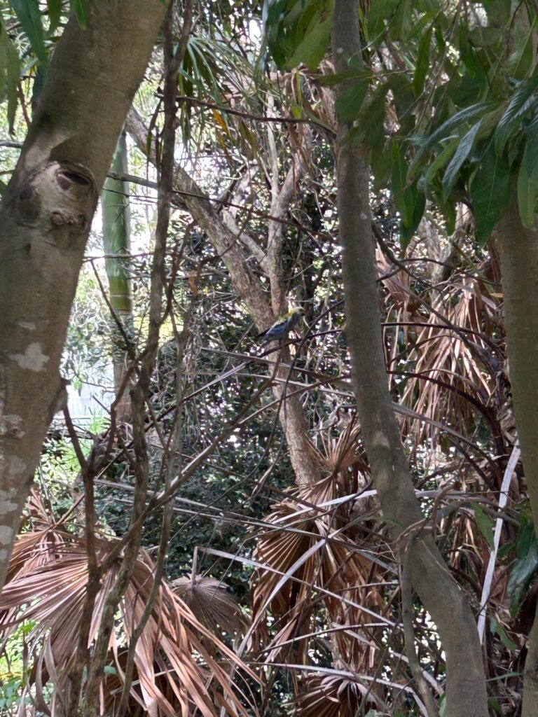 What kind of bird is this?