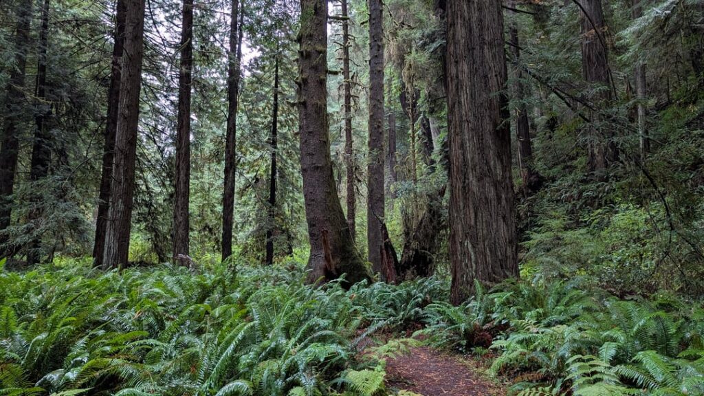 Moorman and Ah Pah trails, Prairie Creek Redwoods