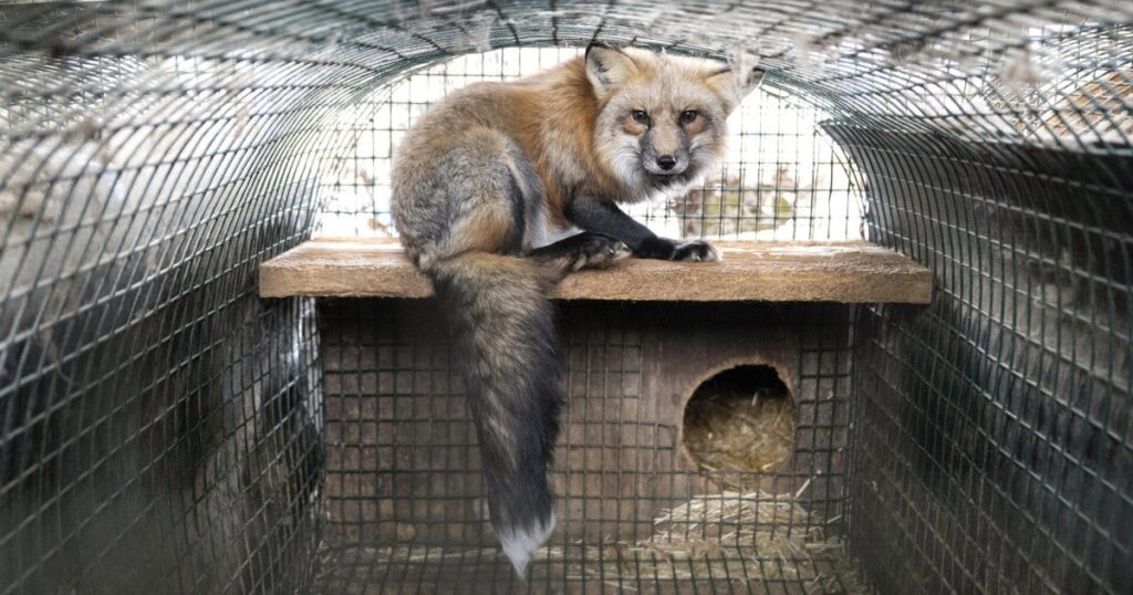 Poland and New York Fashion Week ban fur, capping off a year of wins for animals against the fur trade
