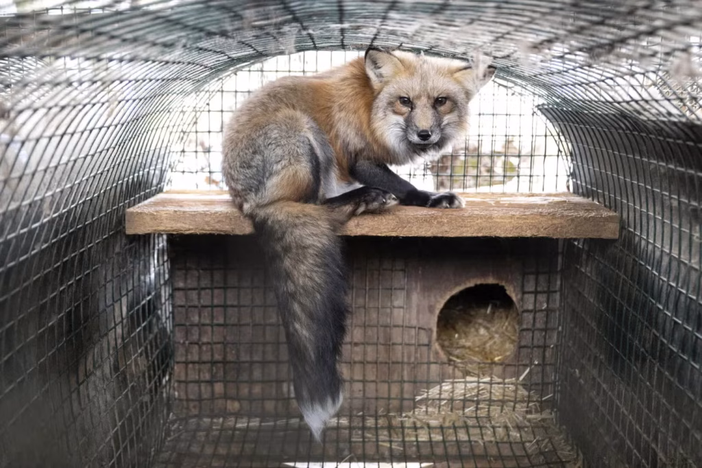 Poland and New York Fashion Week ban fur, capping off a year of wins for animals against the fur trade Meredith Lee/Humane World for Animals