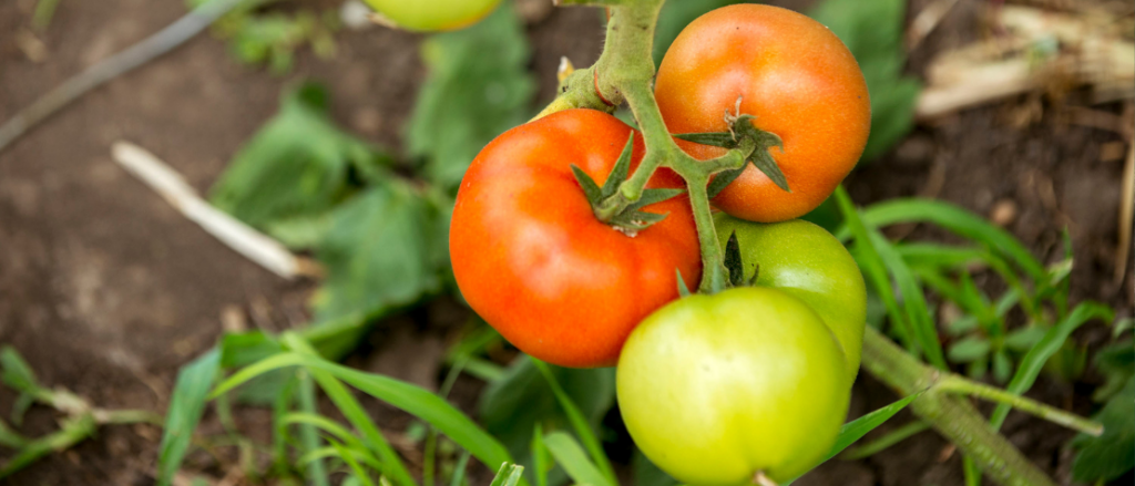 On World Soil Day, FAO educates 700 students in the Republic of Moldova