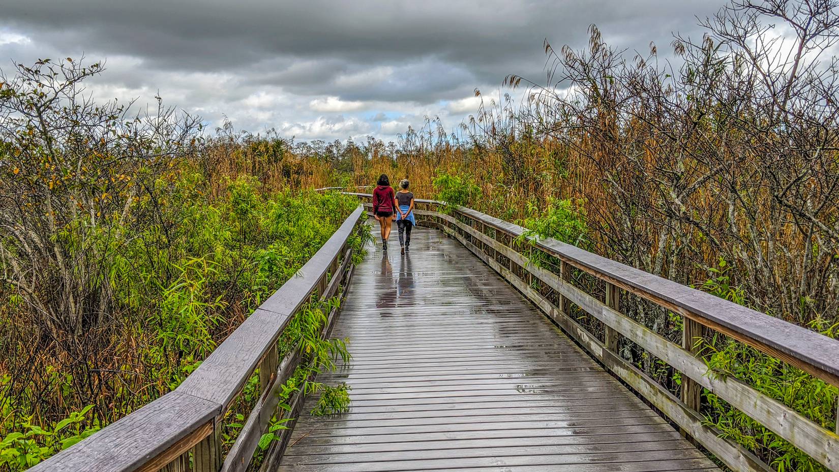 On the Anhinga Trail, Everglades National Park, Florida