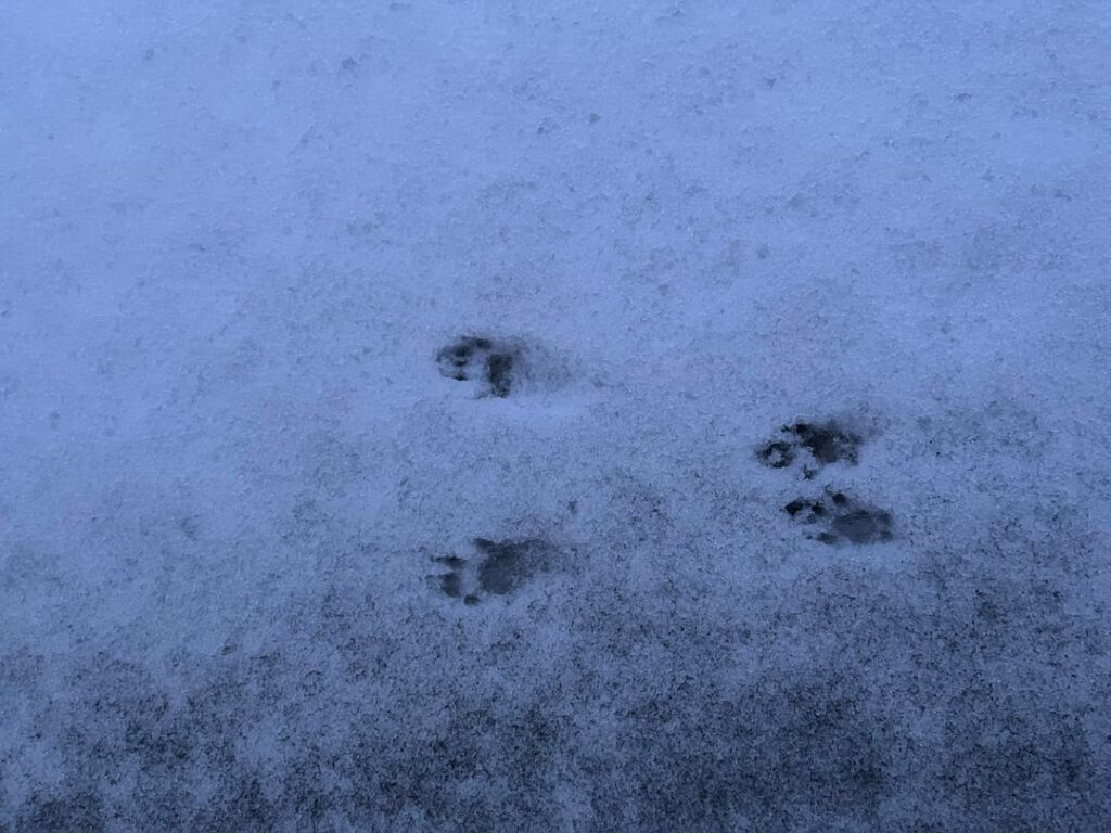 Animal track identification
