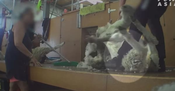 Animal rights advocates call for camera surveillance in shearing sheds