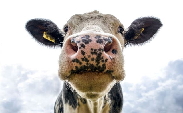 Bulgaria: Bulgaria: Report Reveals Up to 91% Markup on Cheese and 135% on Mineral Water