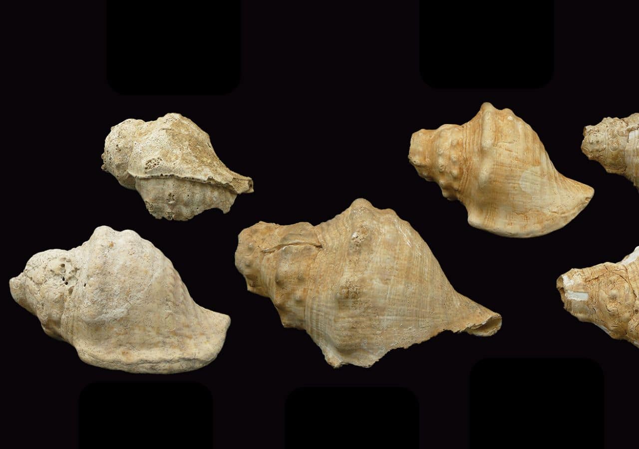 Photographs of Neolithic shell trumpets from Catalonia that still produce sound today