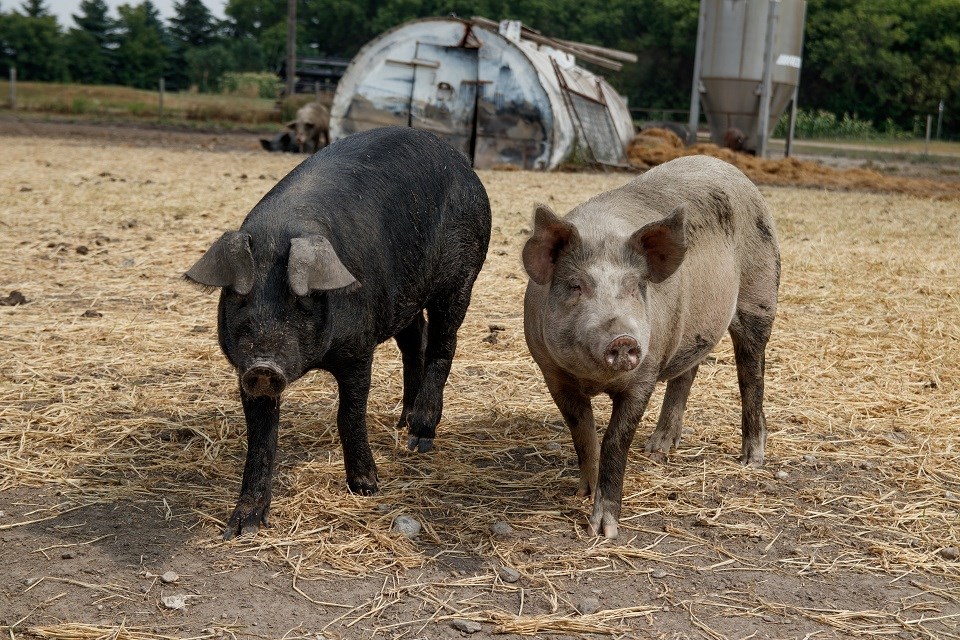 Import restrictions in place due to FMD identified in Cyprus | 620 CKRM - The Voice of Saskatchewan