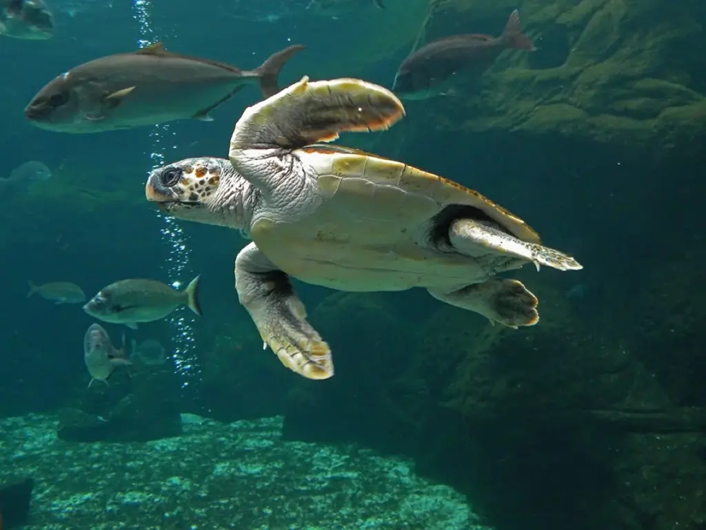 Sea turtles change their nesting beaches in the Mediterranean as a result of climate change