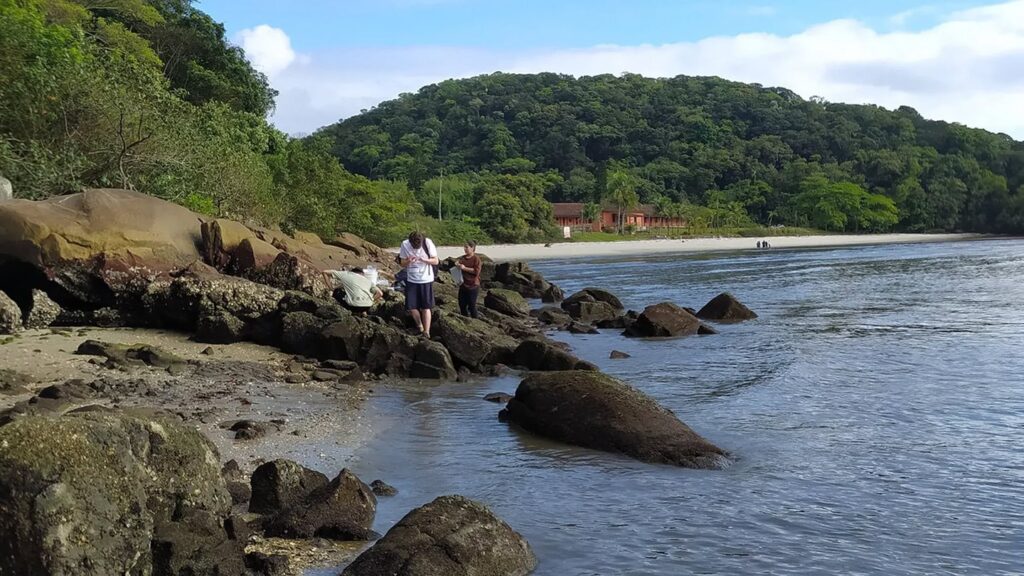 Project In Paraná, Brazil, Strengthens Coastal Conservation And The Fight Against Climate Change On The Coast Project In Paraná, Brazil, Strengthens Coastal Conservation And The Fight Against Climate Change On The Coast