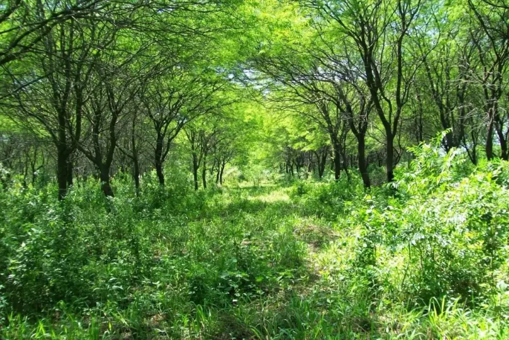 San Luis settles an environmental debt and strengthens native forest protection with funding for producers