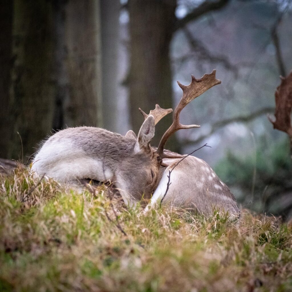 We're kinda blessed to have deer right in the middle of the city in Dublin.