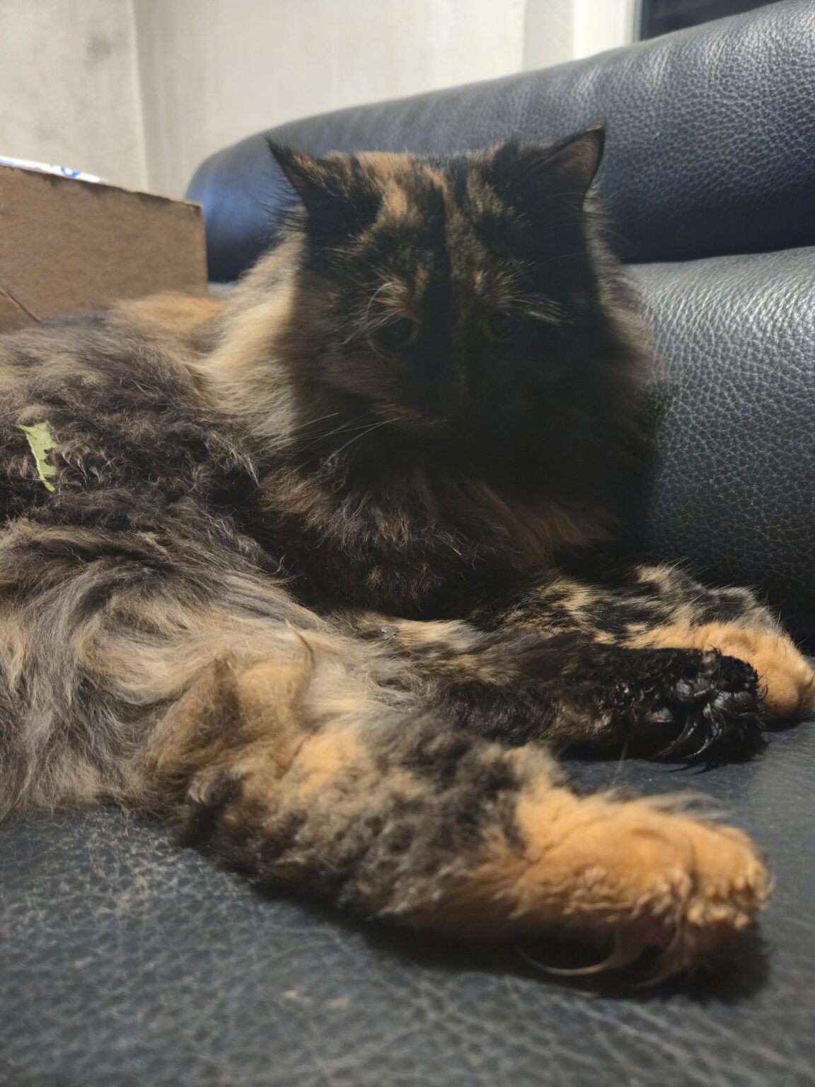 Catbot 😻