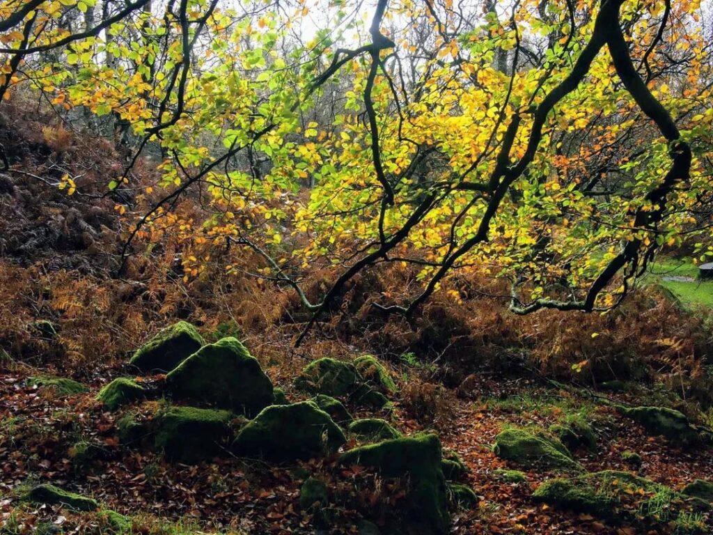 Mounds covered in moss and lichen among silver birch trees