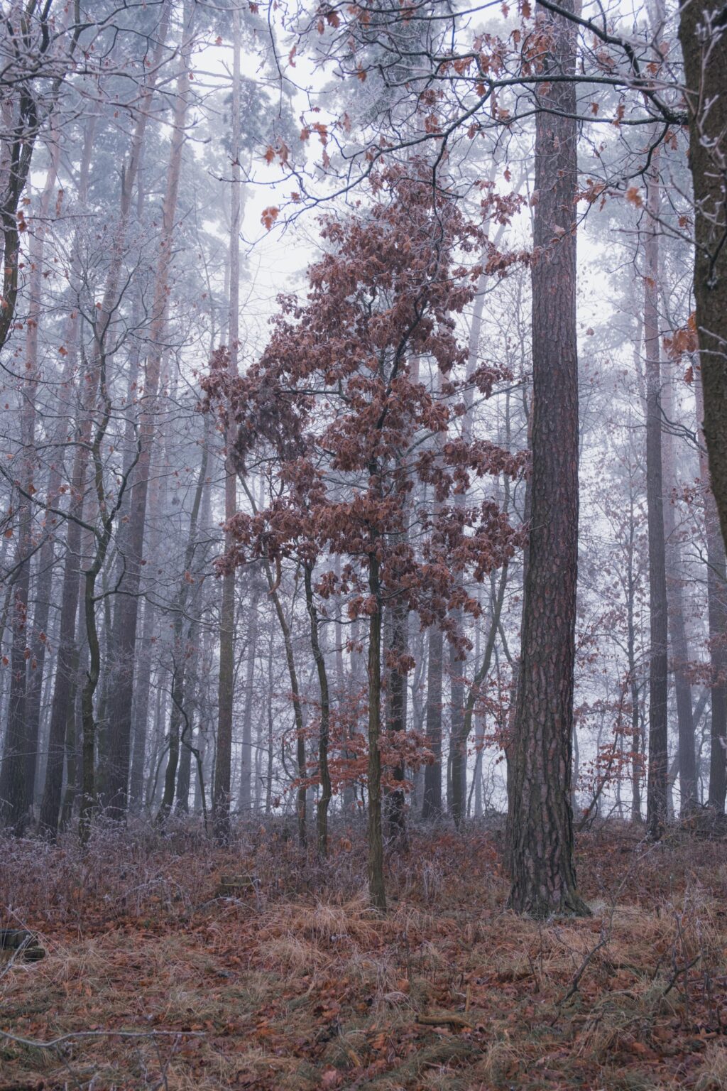 Foggy forest