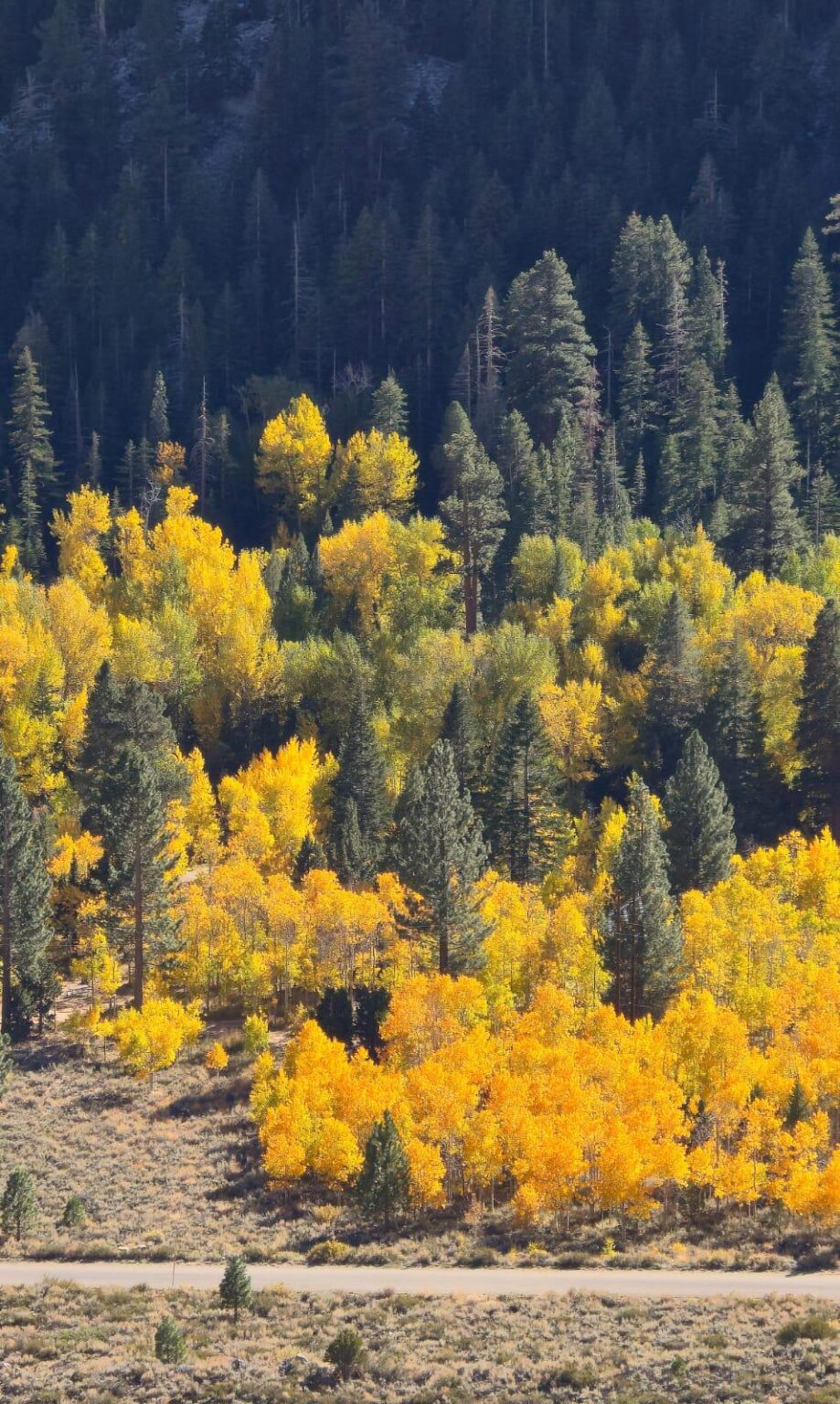 Beautiful Nature 💛