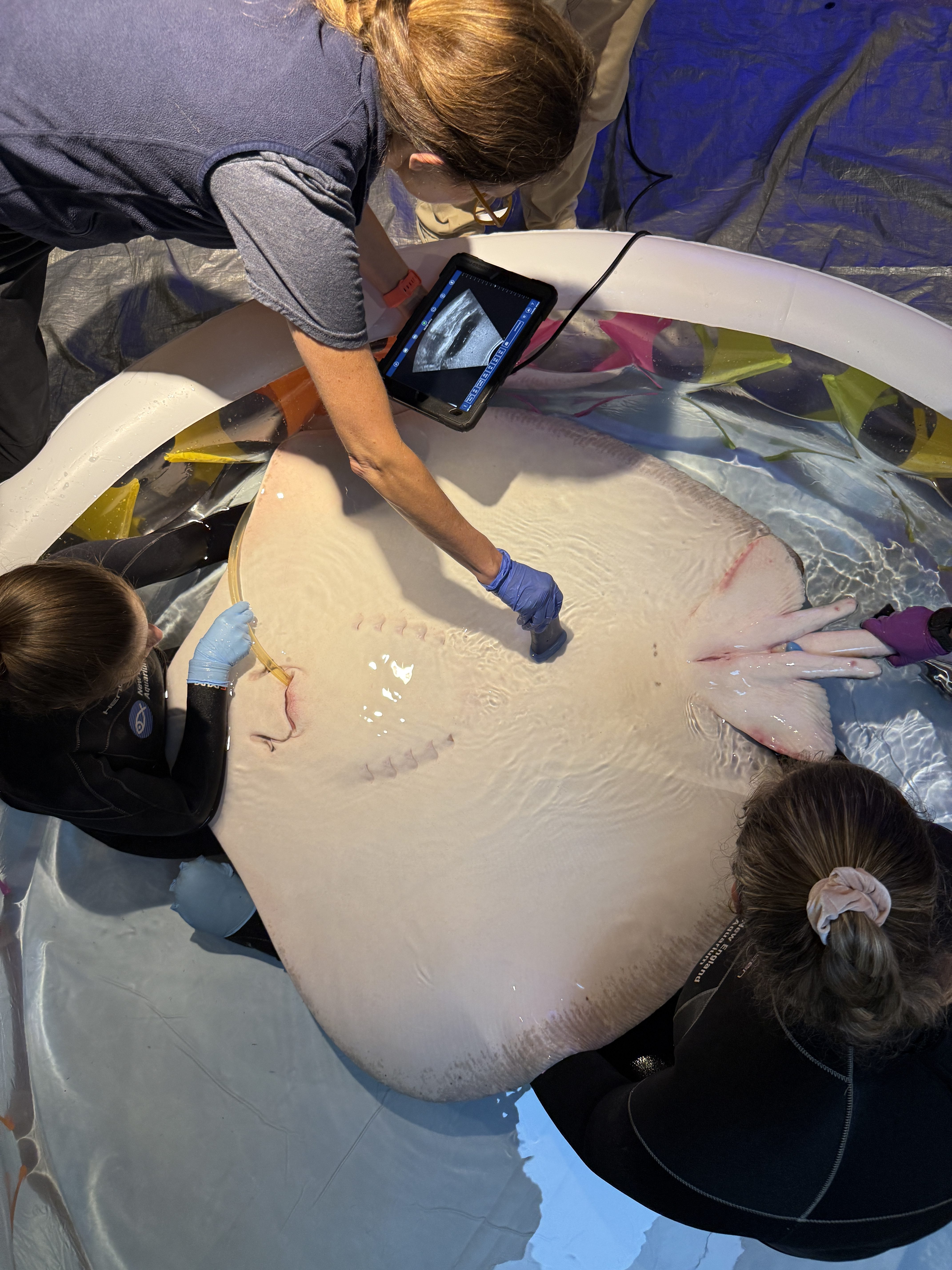 veteranarians give a stingray an ultrasound