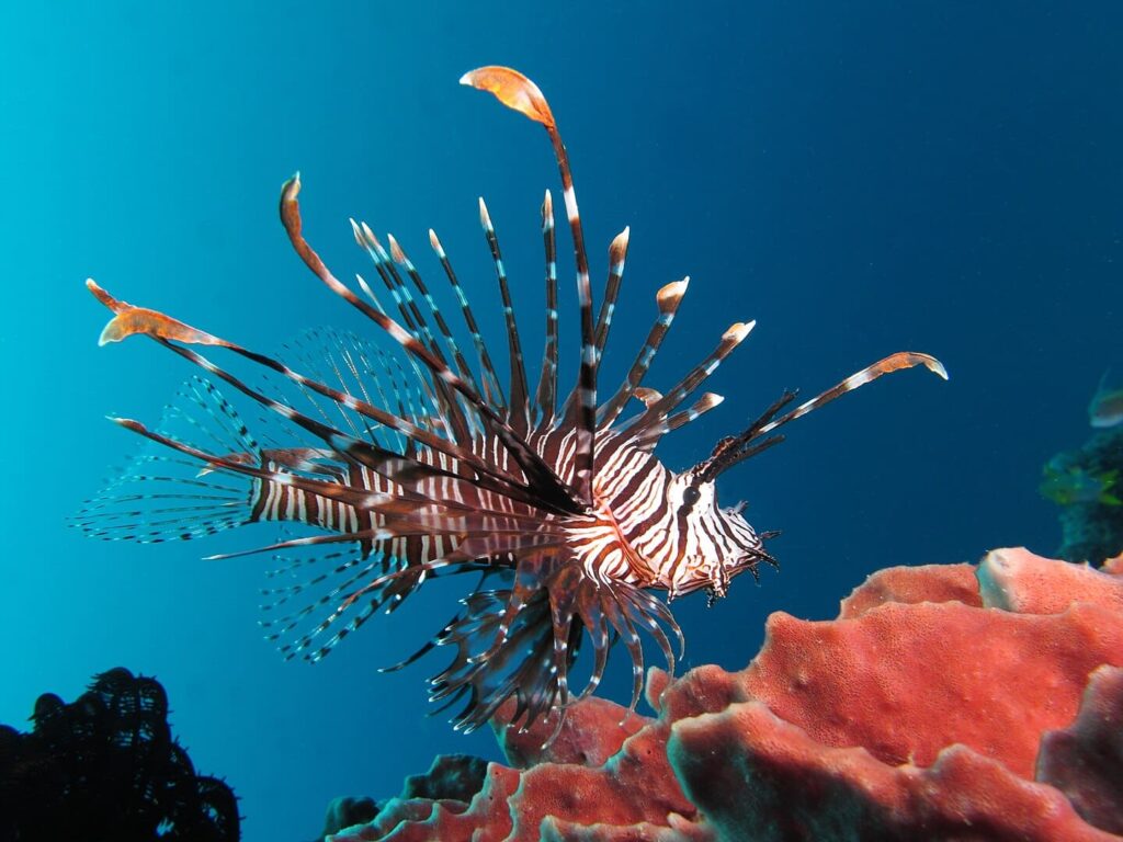 Red lionfish near Gilli Banta Island