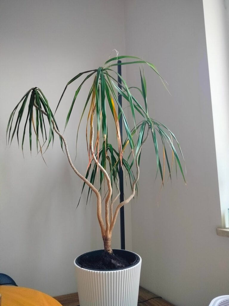 How to save a plant? How to save a plant?