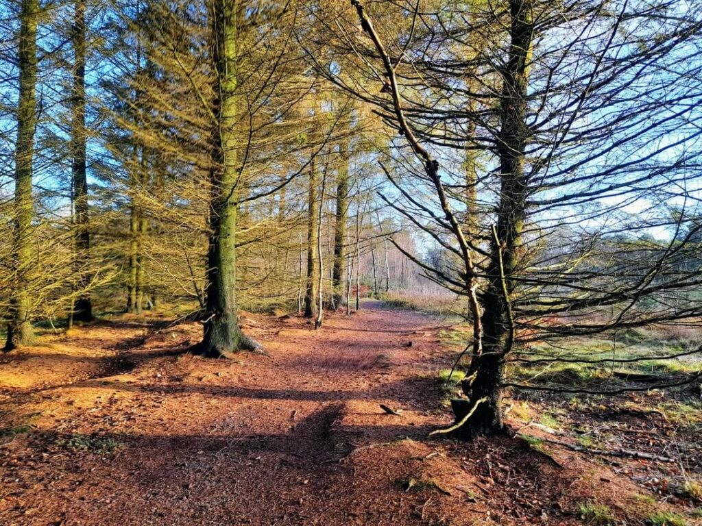 A morning walk in the woods to start the day off right