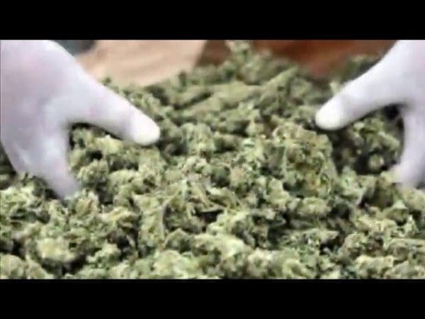 Ghana Targets Czech Republic for Cannabis Investment Partnership cannabis