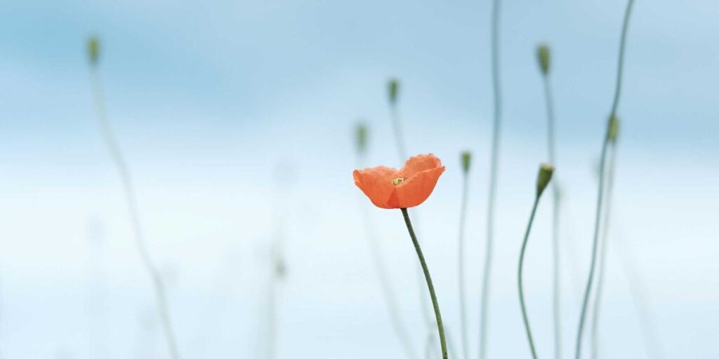 Planting Hope in a Hard Season