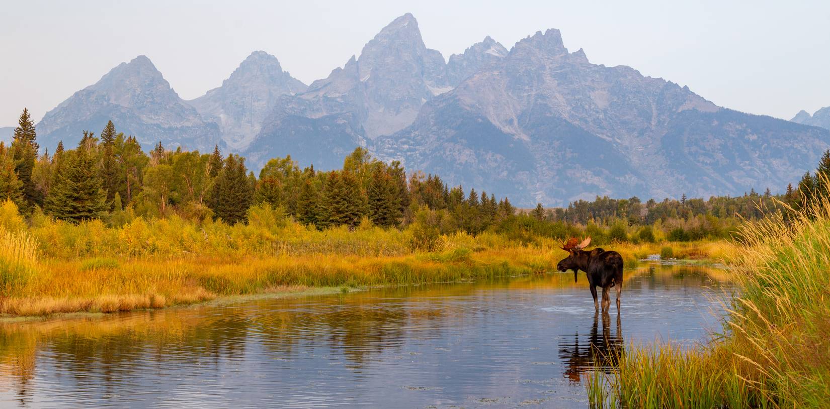 Wild bull moose in Snake River in Grand Teton National Park
