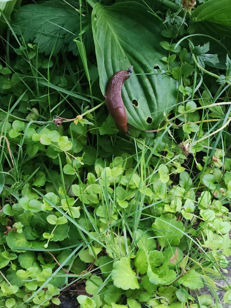 Found in backyard in Bergen - does anyone know what kind of insect this is?