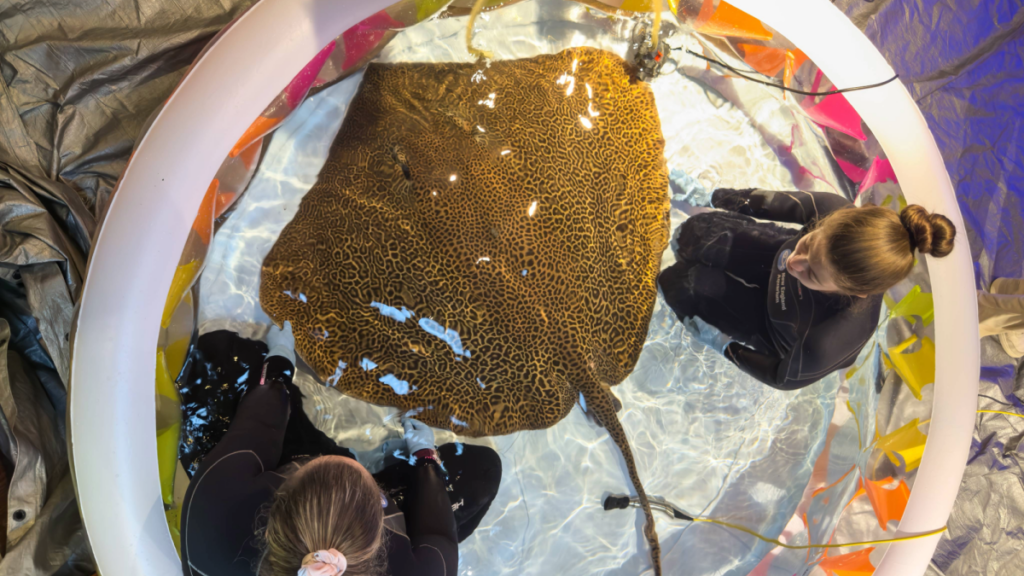 Giving a 140 pound stingray a check up requires 8 people