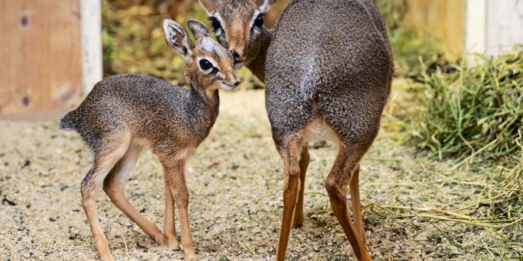 New Kirk dik-diks: offspring of Africa's smallest antelopes in Vienna