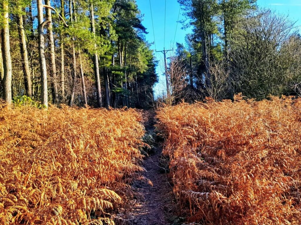Heading towards the forgotten cabin in the woods